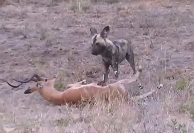 Phút cuối bi thảm của linh dương trước bầy chó hoang háu đói