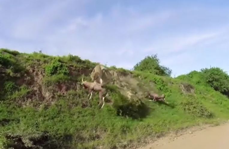 Clip: Sư tử "phi thân" tóm gọn con mồi trong tích tắc