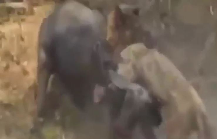 Đụng nhầm trâu dữ, sư tử nhận cái kết đắng ngắt