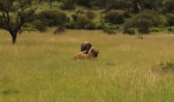 Clip: Linh dương đầu bò mất mạng vì thói quen ngủ ngày