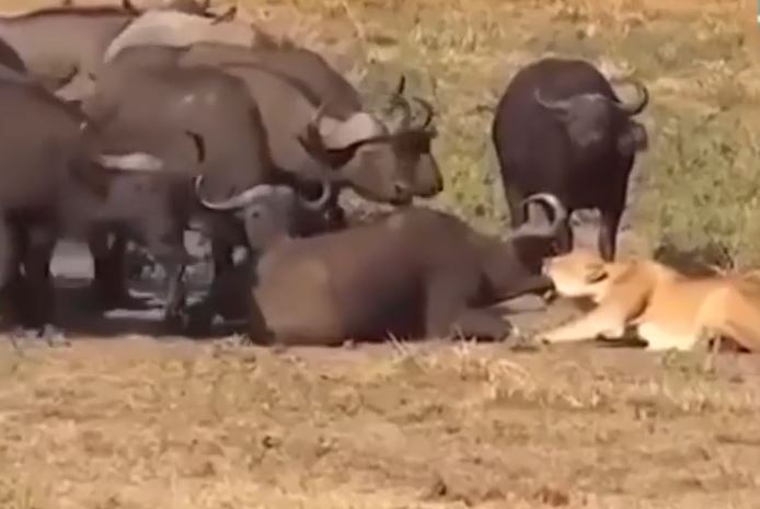 Trâu rừng châu Phi hợp sức cứu đồng loại khỏi nanh vuốt của sư tử