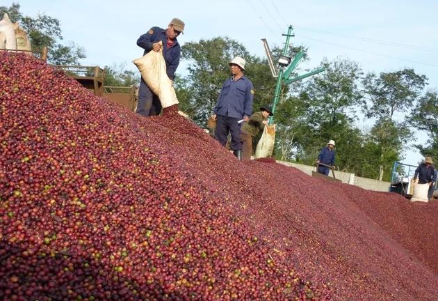 10 thị trường xuất khẩu cà phê của Việt Nam có kim ngạch trên 100 triệu USD