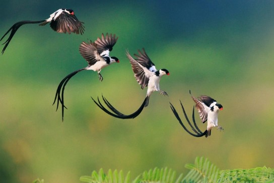 Mải mê ngắm loài chim nhỏ đẹp nhất thế giới