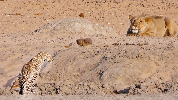 Clip: Báo đốm thoát chết thần kỳ sau khi kịp phát hiện sư tử đang rình mò, quay đầu bỏ chạy như bay khiến kẻ săn mồi bất lực