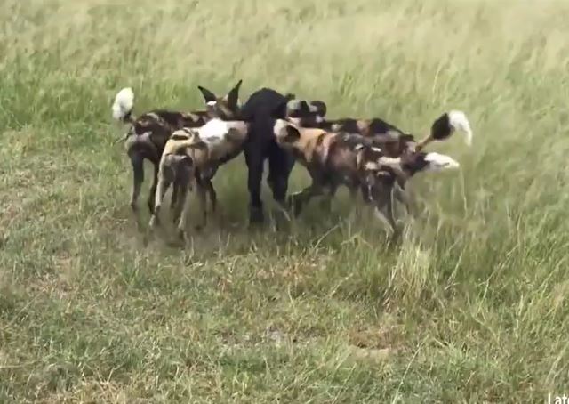 Trâu rừng bất lực khi bị đàn chó hoang bao vây, cướp con nhỏ ngay trước mắt