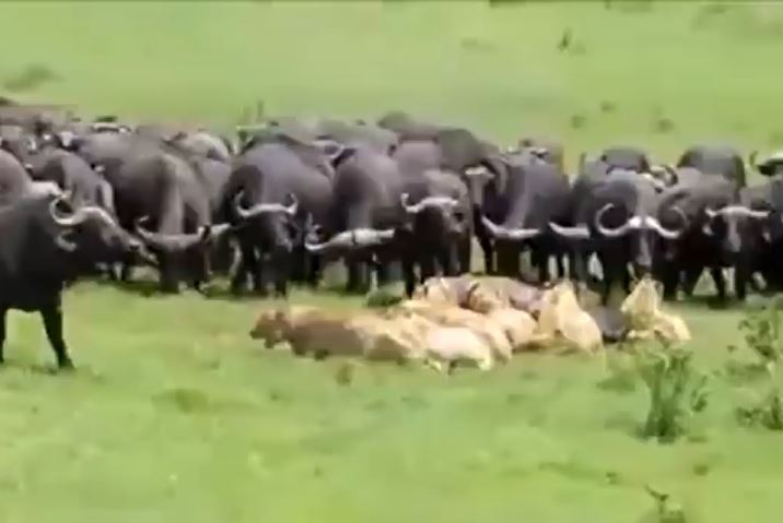 Những khoảnh khắc sư tử trở nên lép vế trước con mồi