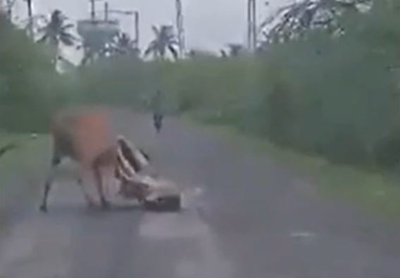 Thấy bò nhà bị sư tử tấn công, nông dân liều mình xông vào giải cứu