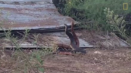 Clip: "Vũ điệu giao phối" hiếm có của rắn đuôi chuông