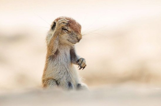 Chùm ảnh đẹp về động vật hoang dã của nhiếp ảnh gia người Áo