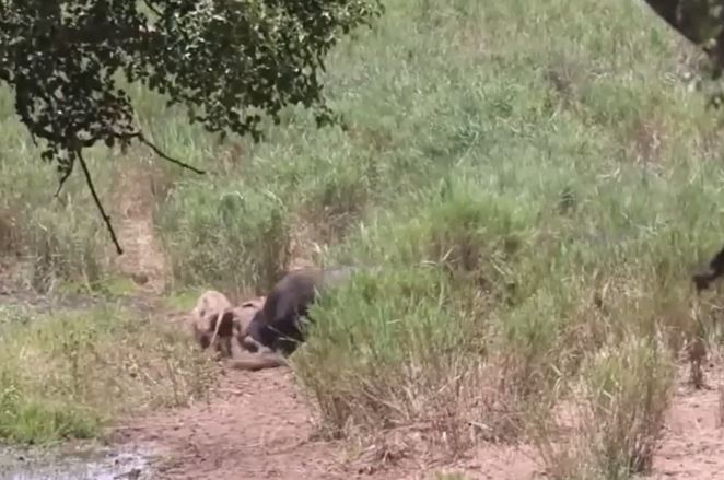 Săn bầy trâu rừng, sư tử đực nhận ngay bài học đắt giá