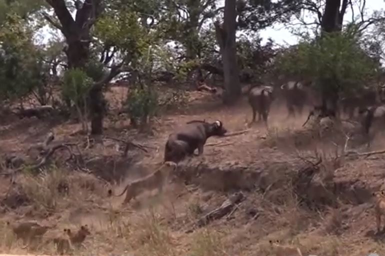 Trâu rừng mắc kẹt khi bị sư tử rượt đuổi và màn "lật kèo" bất ngờ phút cuối