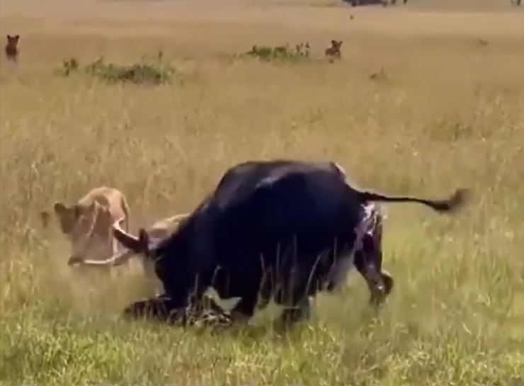 Trâu rừng vừa sinh con bị bầy sư tử bao vây và cái kết đầy bi thảm
