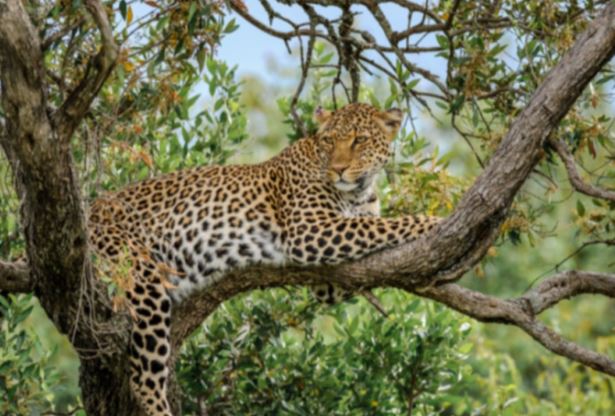 Hổ cái giận dữ trả thù, báo hoa mai phải cố thủ trên cây suốt 7 tiếng