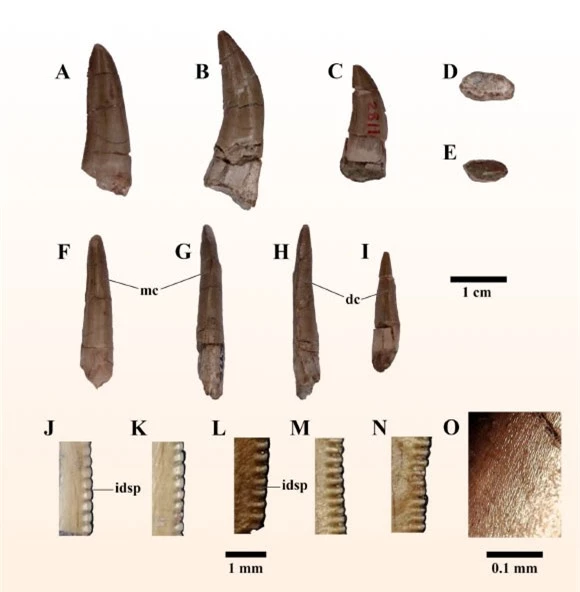 Phát hiện loài quái thú mới ở Thái Lan, họ hàng của T-rex- Ảnh 2.