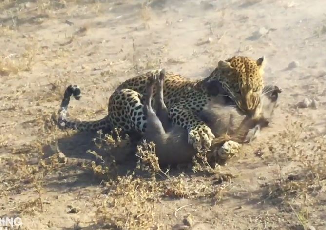 Báo hoa mai ra đòn bất ngờ, đoạt mạng lợn bướu trong chớp mắt