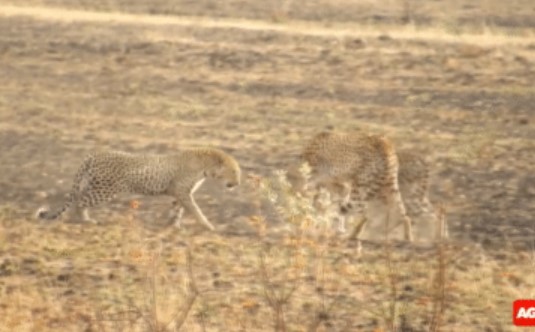 Clip: Báo hoa mai bại trận trước màn hợp đồng tác chiến của báo săn: Kết cục gây bất ngờ