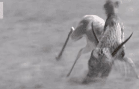 Clip: Báo săn bị con mồi phản công, cặp sừng của linh dương có làm nên chuyện?