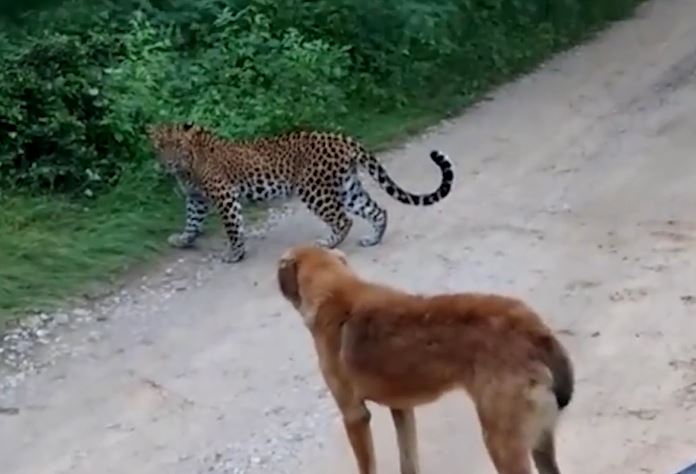 Clip: Đang ngủ bị báo hoa mai tấn công, chó nhà 'tung chiêu độc' khiến kẻ đi săn bỏ chạy