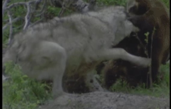 Clip: Chó sói tấn công chồn sói và nhận cái kết đắng khi chọn nhầm đối thủ
