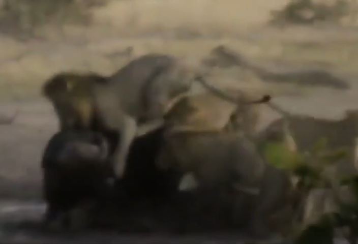 Clip: Trâu rừng một mình chống lại cả đàn sư tử và cái kết bất ngờ