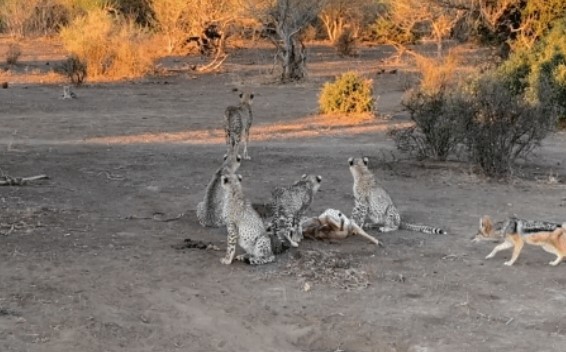 Clip: Cả gia đình báo săn đang ăn bỗng hốt hoảng vụt chạy như tên bắn, chuyện gì diễn ra sau đó?