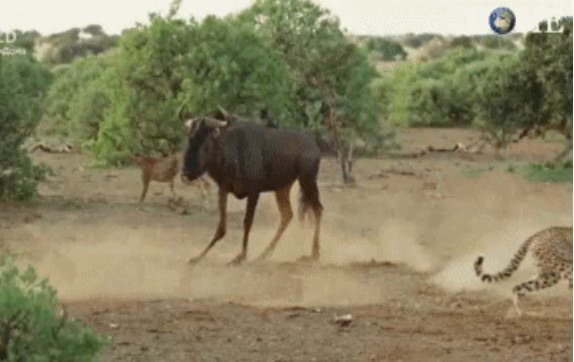 Clip: Linh dương gãy 1 chân vẫn chiến đấu máu lửa với 3 báo săn và chiến thắng không tưởng