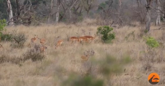 Clip: 'Ma xui quỷ khiến' linh dương đi thẳng tới nơi bầy báo săn phục kích, số phận nó ra sao?