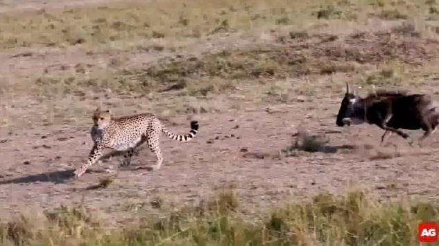 Clip: Linh dương mẹ giải cứu con khỏi báo săn và cuộc rượt đuổi ngoạn mục sau đó