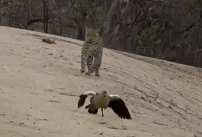 Để giải cứu đàn con, ngỗng mẹ diễn xuất như kịch sĩ, đánh lừa báo hoa mai