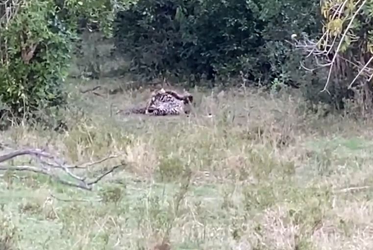 Clip: Báo hoa mai đại chiến ác liệt với trăn khổng lồ