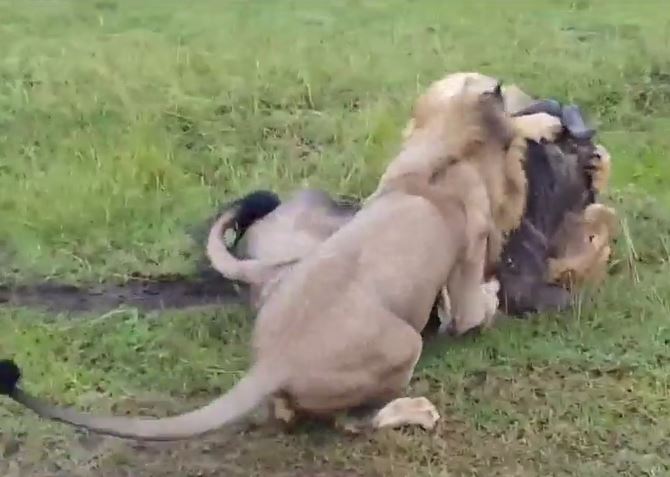 Cả gan đối đầu sư tử, linh dương đầu bò nhận ngay kết thảm
