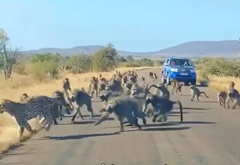 Clip: Màn hỗn chiến giữa báo gê-pa và 50 con khỉ đầu chó