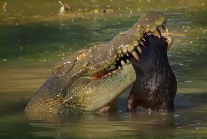 Clip: Rợn người với màn ẩn nấp và săn mồi của cá sấu