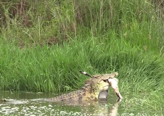 Cá sấu sông Nin trình diễn "độc chiêu" vặn hàm, xé toang con mồi
