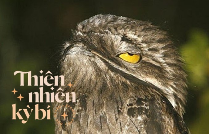 Loài chim lạ xấu như sứ giả địa ngục: Mắt to như quỷ, mồm rộng như hố bom nhưng lại là bậc thầy ngụy trang xuất sắc điểm 10