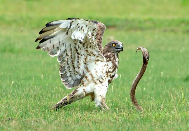 Cuộc chiến sống còn giữa đại bàng và rắn hổ mang