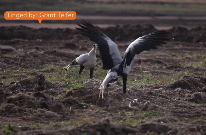Thỏ bị chim săn mồi dùng chân đạp cho "tối tăm mặt mũi" đến chết