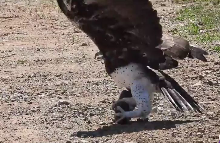 Đại bàng Martial và cú bổ nhào đoạt mạng lợn con trong tích tắc