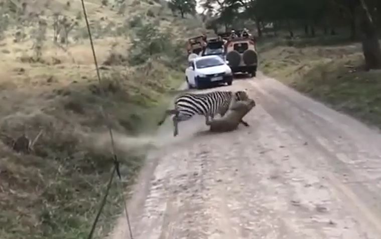 Ngoạm trúng cổ ngựa vằn, sư tử háu đói vẫn thảm bại ê chề