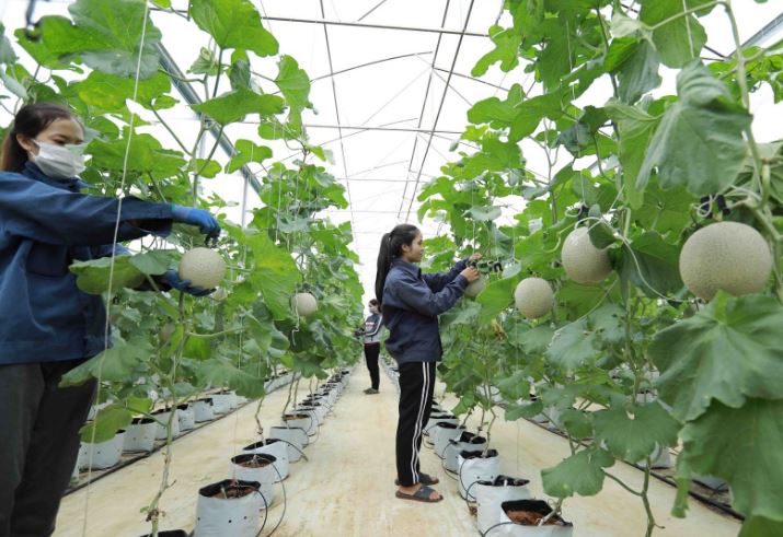 Làm rõ quy định về đăng ký kinh doanh tổ hợp tác, hợp tác xã, liên hiệp hợp tác xã