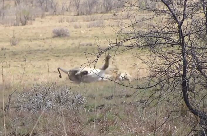 Sốc khoảnh khắc sư tử đực lên cơn co giật khi đang săn mồi