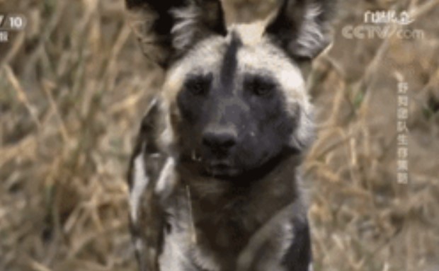 Clip: Chó hoang con đụng độ 'cỗ quan tài sống', liệu tử thần có mang nó đi