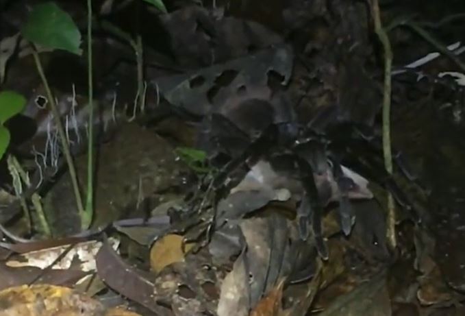 Clip: Bất ngờ với cảnh săn mồi của nhện siêu lớn ở rừng rậm Amazon