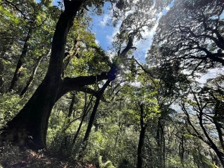 Trekking Lùng Cúng chắc chắn sẽ mang lại cho bạn nhiều trải nghiệm lý thú.