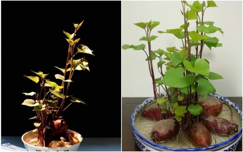 Đừng vứt 4 gốc rau này, hãy cho vào nước sẽ biến thành những chậu cây cảnh xinh đẹp