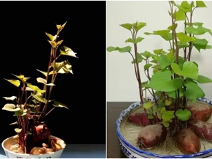 Đừng vứt 4 gốc rau này, hãy cho vào nước sẽ biến thành những chậu cây cảnh xinh đẹp