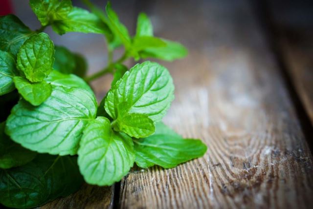 Lợi ích quý giá của lá bạc hà và cách dùng bạc hà giảm cân hiệu quả nhất cho bạn