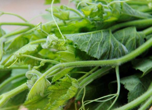 Bí đỏ chữa đau đầu, trị giun sán