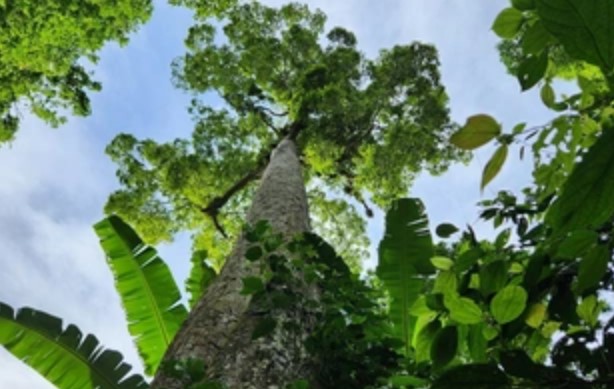 Cận cảnh cây chò chỉ đại thụ ngàn năm tuổi giữa rừng Cúc Phương