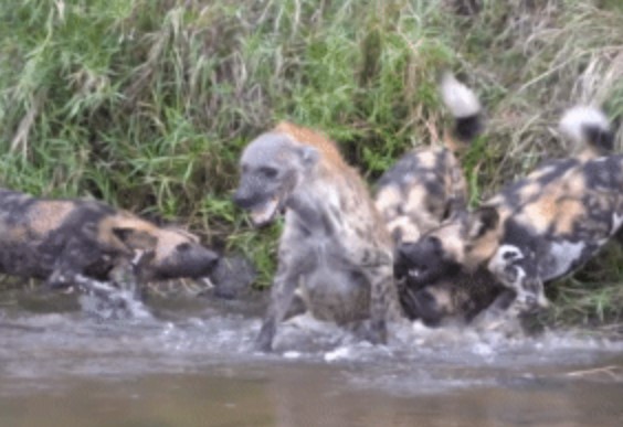 Clip: Linh cẩu 'được voi đòi tiên' liền bị cả chục con chó hoang bao vây trừng trị... tới bến